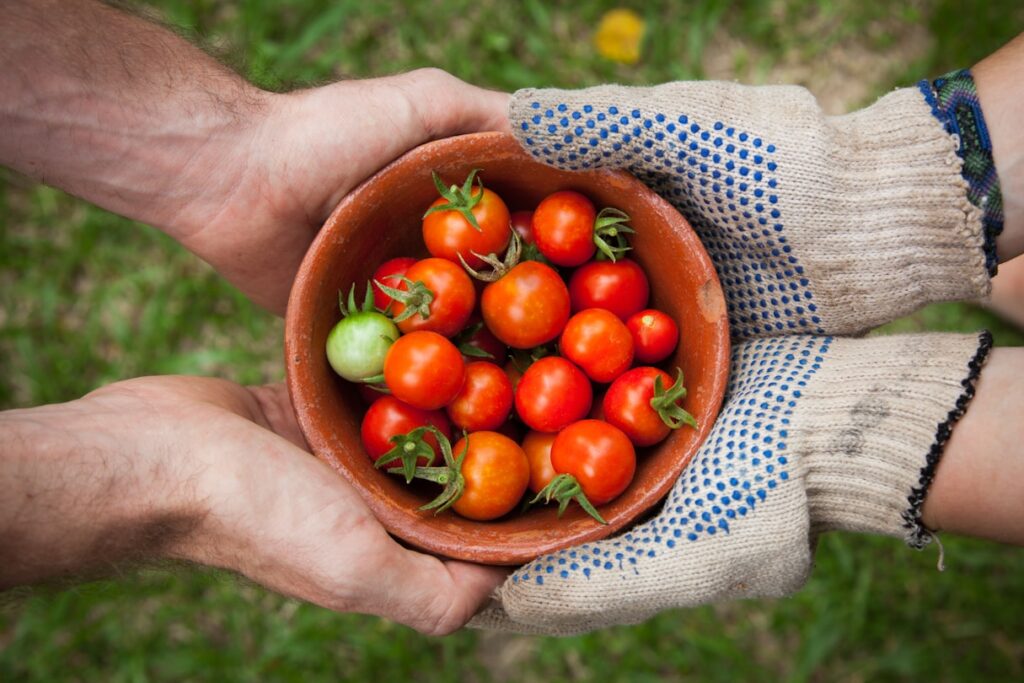 Hands holding a bowl of freshly harvested tomatoes in a garden