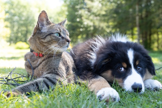 Tabby cat and black-and-white puppy resting together on grass