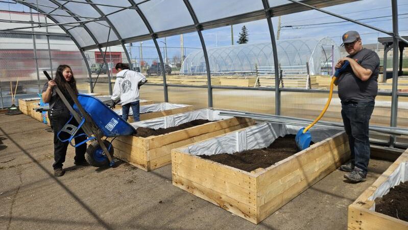 Volunteers fill wooden raised garden beds with soil inside a greenhouse.