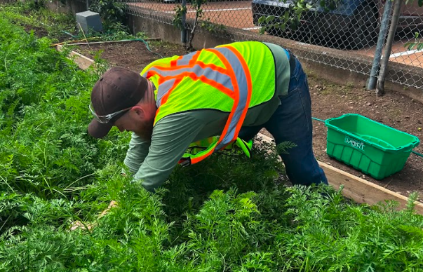 A gardener in a high-visibility vest harvests leafy greens from a raised garden bed.